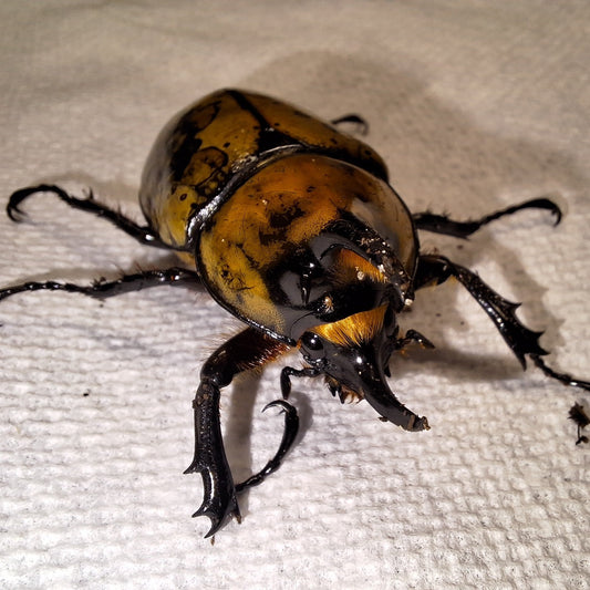 Eastern Hercules Beetle | Dynastes Tityus Habitat | THEBEETL