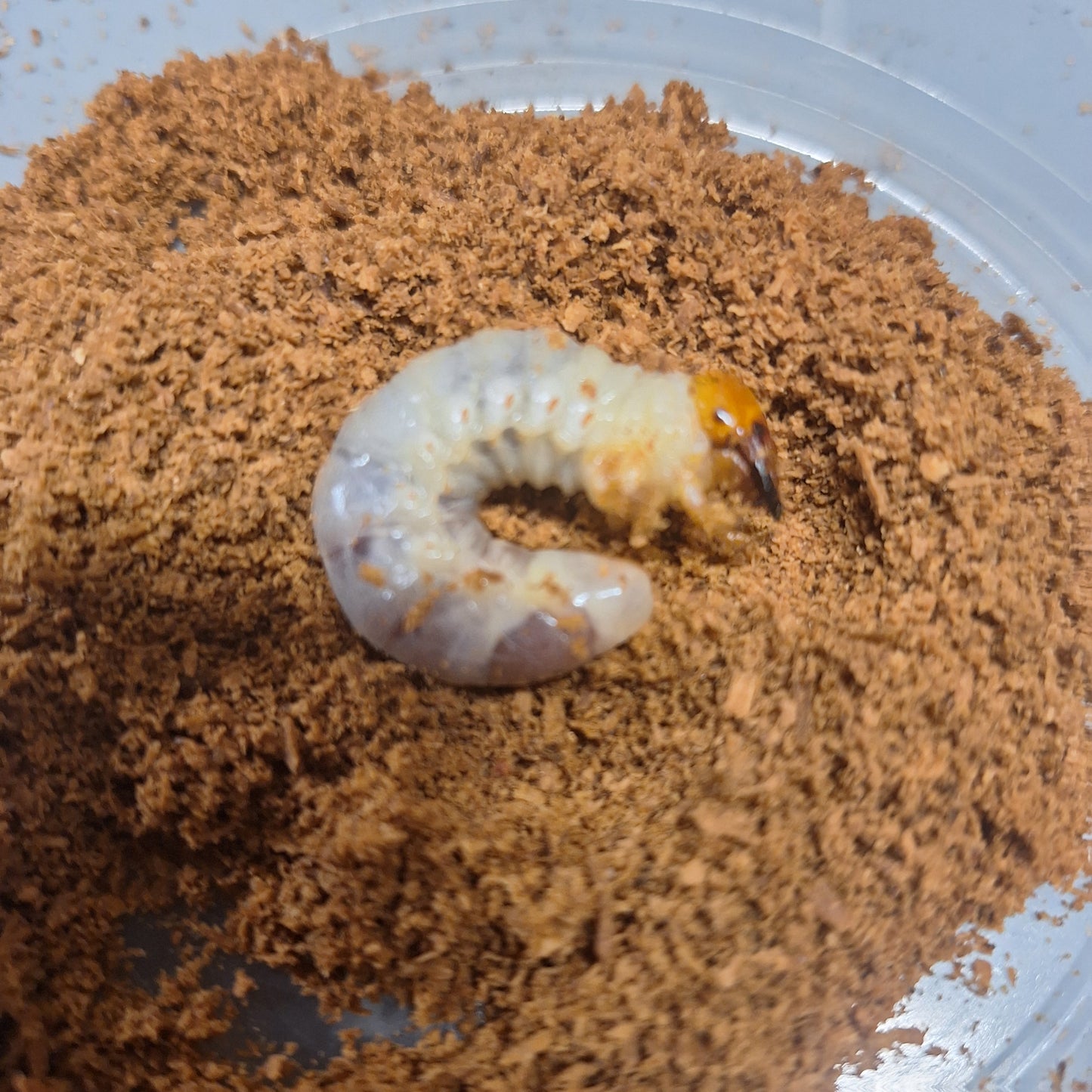 Giant Stag Beetle Larvae | Giant Stag Beetle | THEBEETLEBIN