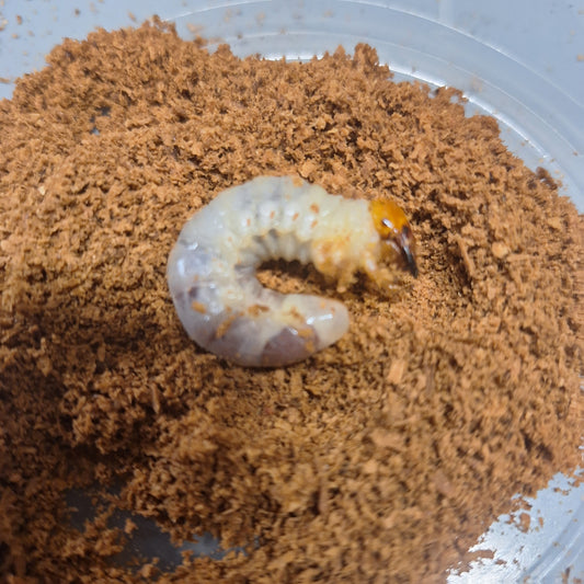 Giant Stag Beetle Larvae | Giant Stag Beetle | THEBEETLEBIN