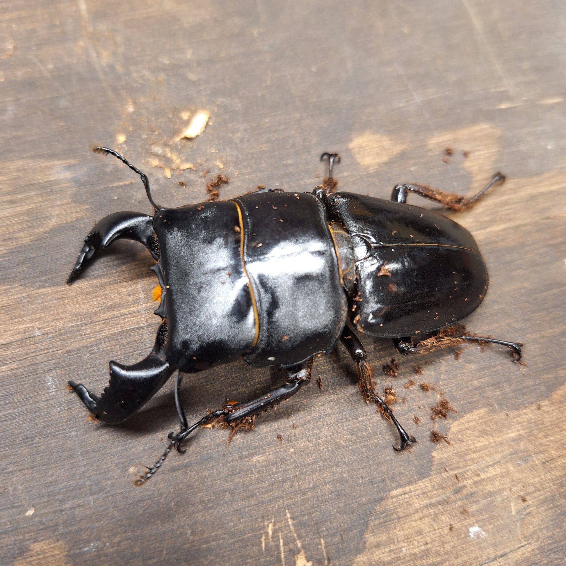 Ox Head Stag Beetle | Ox Head Dorcus Beetle | THEBEETLEBIN