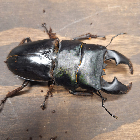 Furious Stag Beetle | Dorcus Titanus Yasuokai | THEBEETLEB