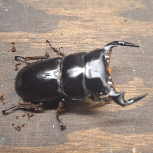 Northern Antler Stag Beetle | Northern Antler Beetle | THEBEETLEBIN