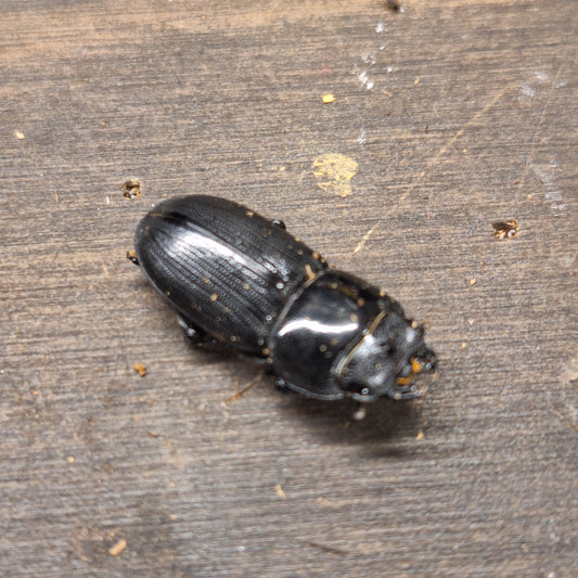 Pet Dorcus Musimon | Unique Beetle Companion | THEBEETLEBIN