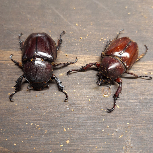 Forneigner Rhino Beetle | Xylotrupes Philippine Beetle | THEBEETLEBIN