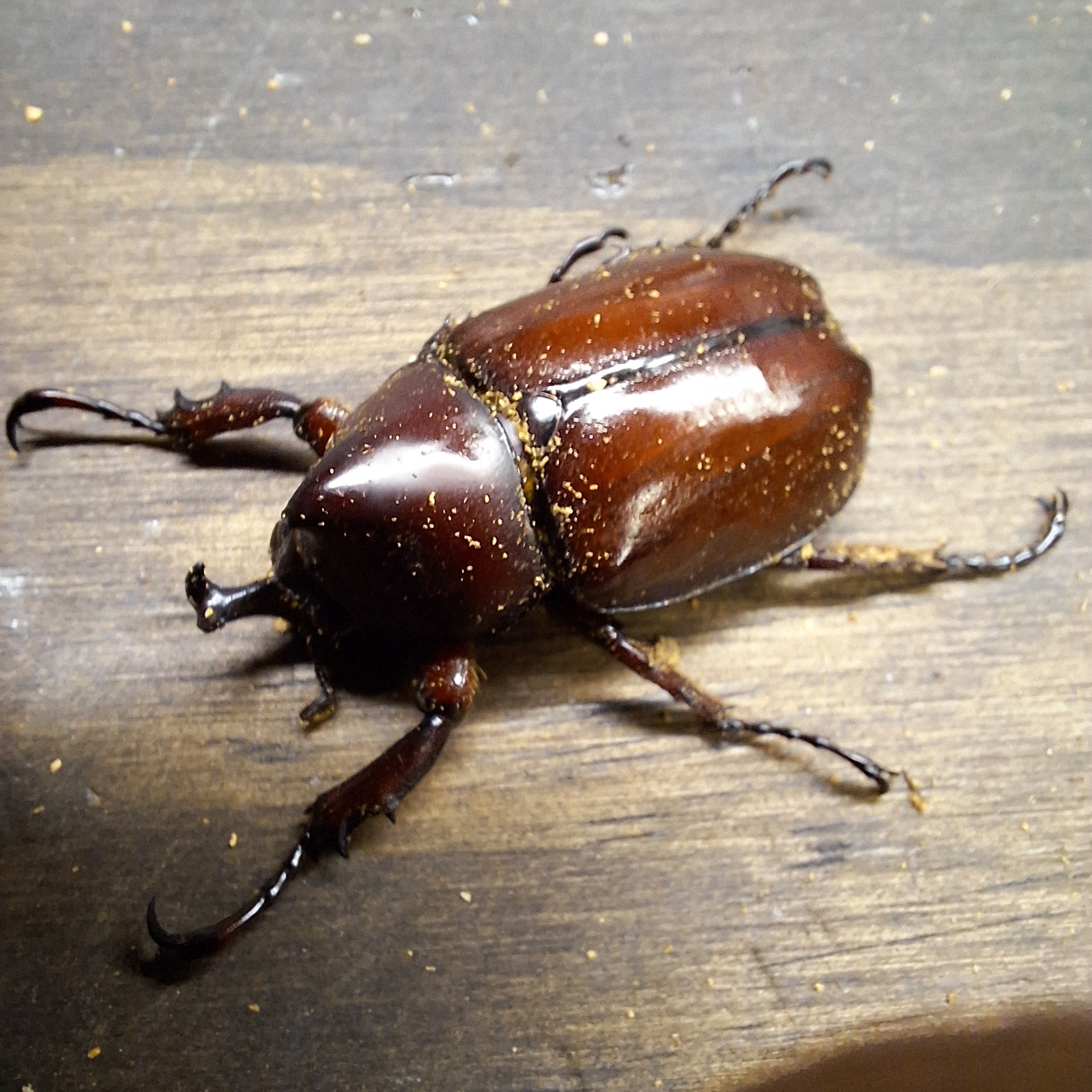 Forneigner Rhino Beetle | Xylotrupes Philippine Beetle | THEBEETLEBIN