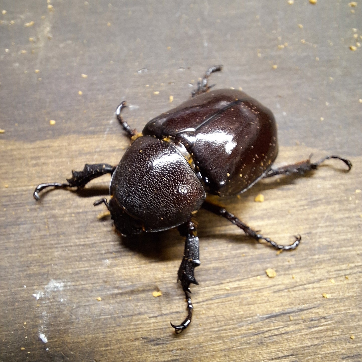 Forneigner Rhino Beetle | Xylotrupes Philippine Beetle | THEBEETLEBIN