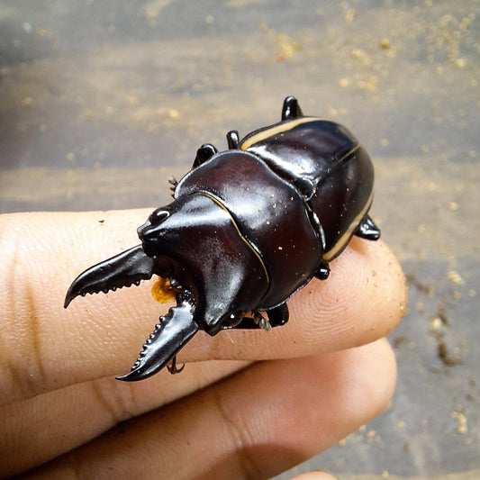 Wallace's Sawtooth Stag Beetle |Prosopocoilus Walleci Beetle|THEBEETLE