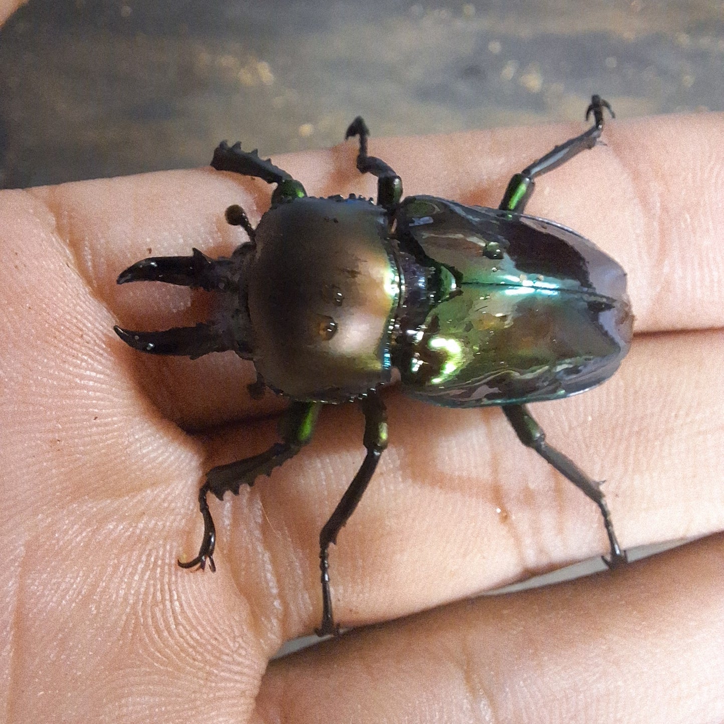 Rainbow Stag Beetle | Phalacrognathus Muelleri Beetle | THEBEETLEBIN