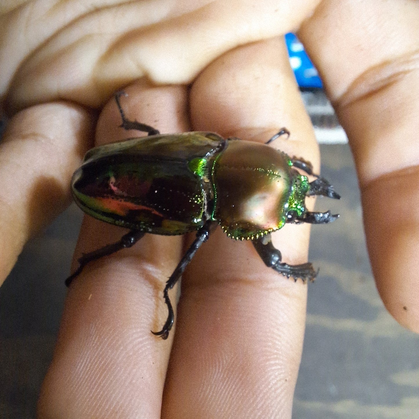 Rainbow Stag Beetle | Phalacrognathus Muelleri Beetle | THEBEETLEBIN