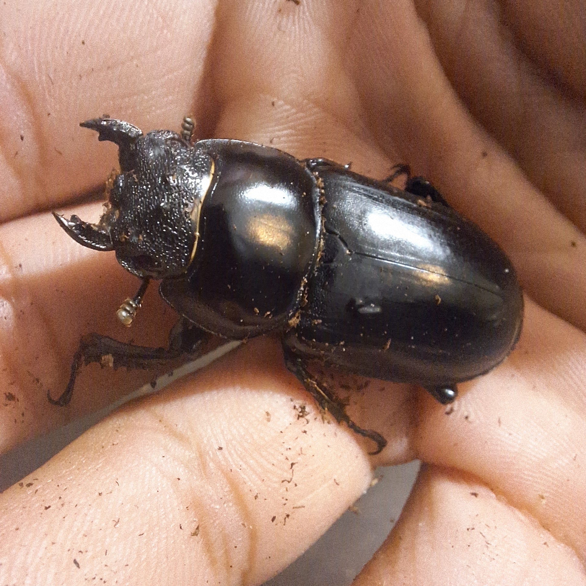 Northern Antler Stag Beetle | Northern Antler Beetle | THEBEETLEBIN