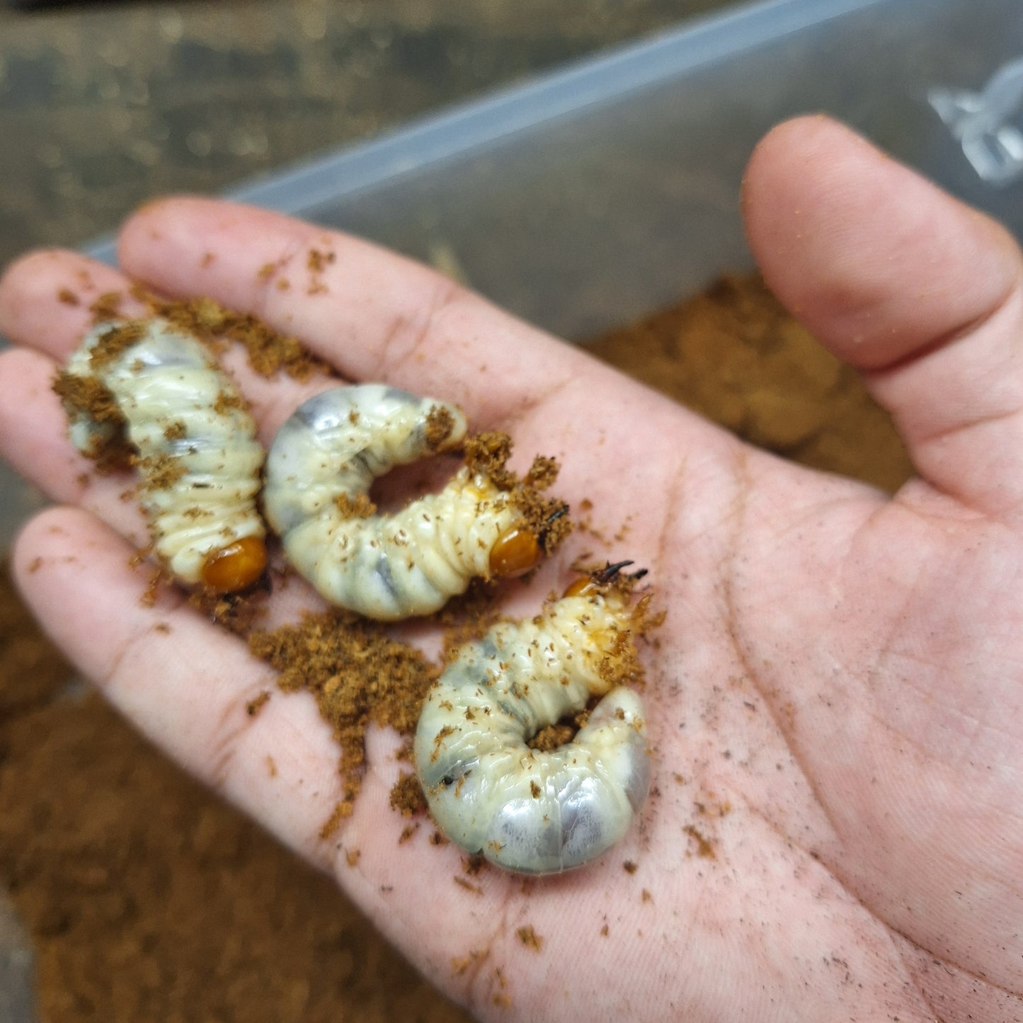 Giant stag beetle [Lucanus elaphus larvae]