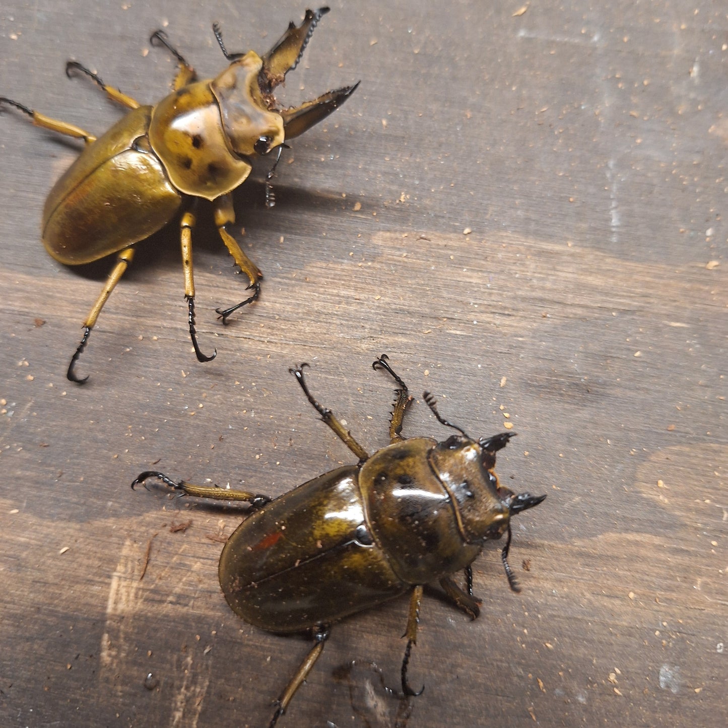 Allotopus moellenkampi babai adult pair with major horned male and good sized female on wood surface.