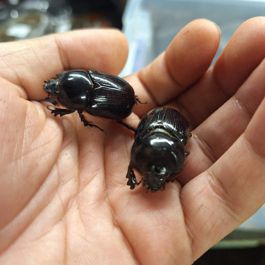 Xyloryctes thestalus beetles held in hand.