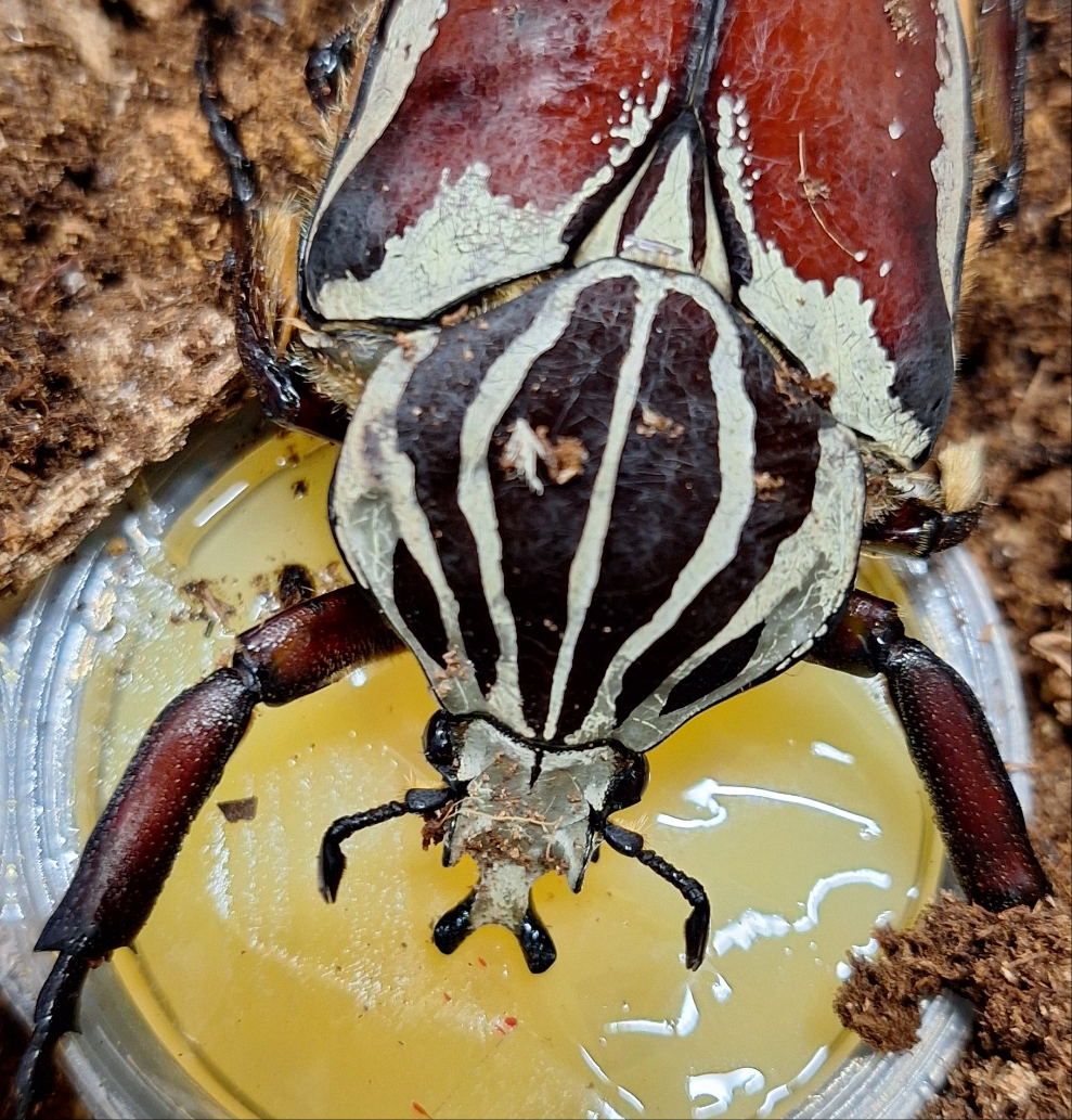 Goliath Beetle Goliathus Goliatus | Goliath Beetle | THEBEETLEBIN