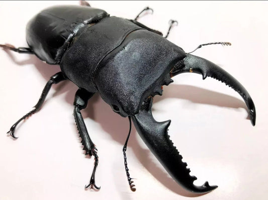 Dorcus titanus castanicolor stag beetle with large mandibles.