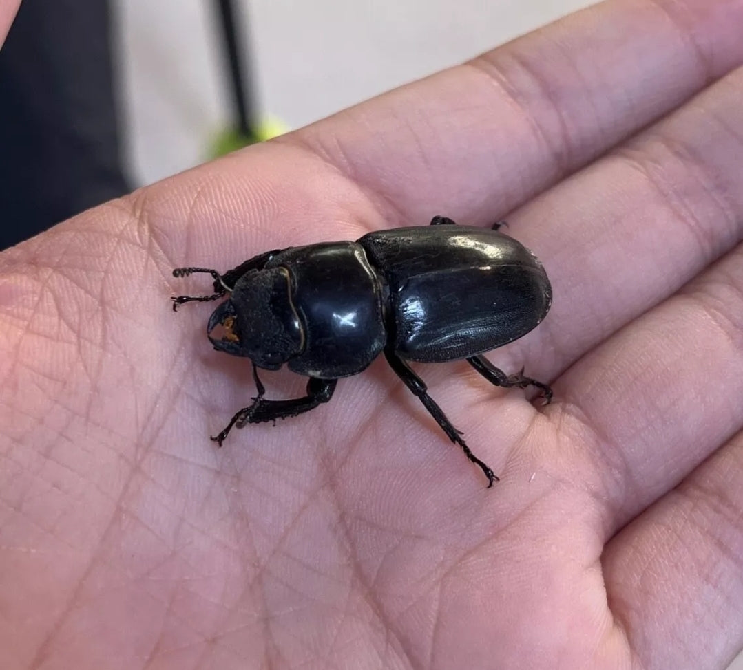 Dorcus titanus castanicolor