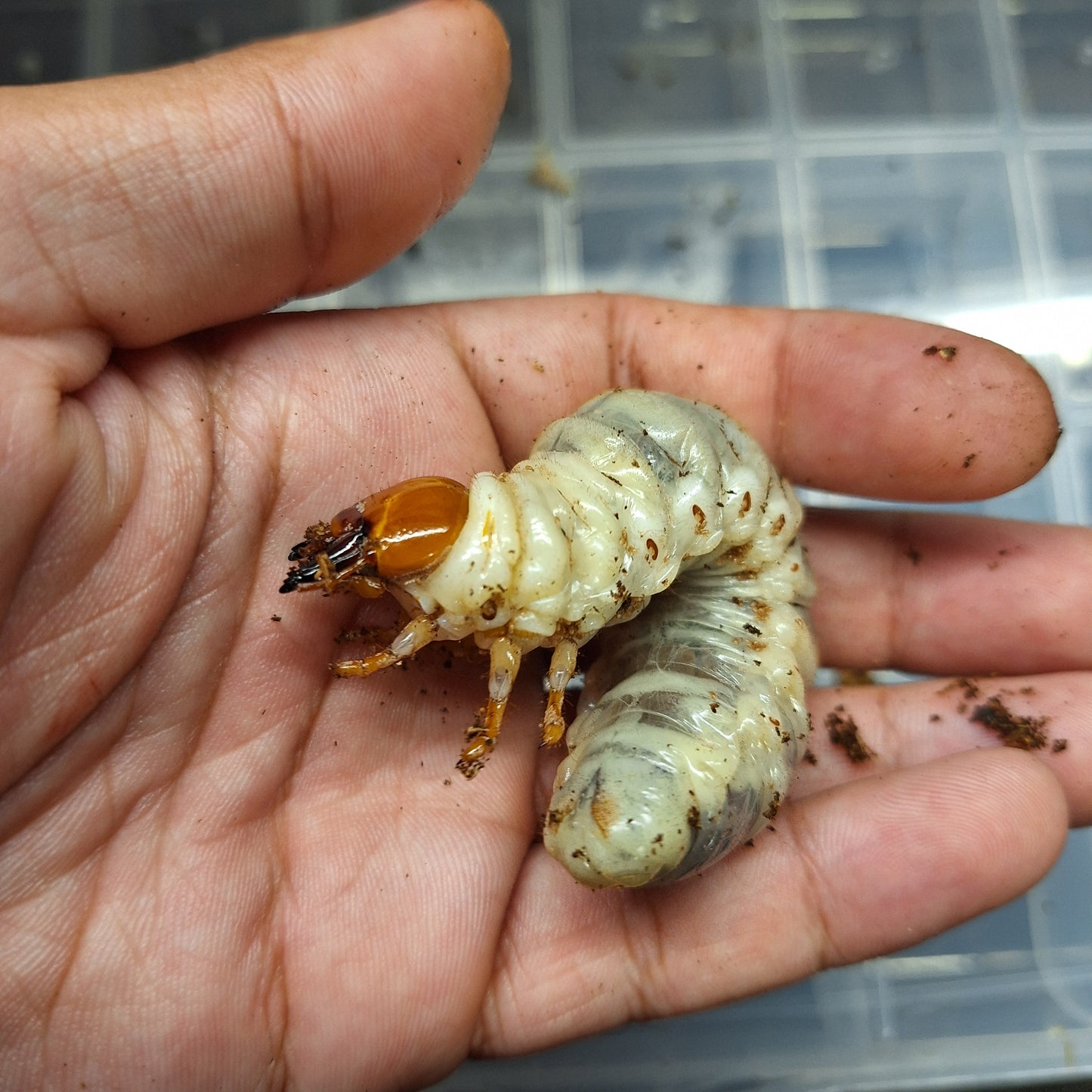 Furious stag beetle Dorcus titanus yasuokai